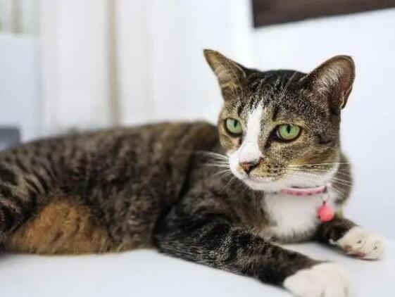 家里宠物猫发情了怎么办啊 家里宠物猫发情了怎么办啊