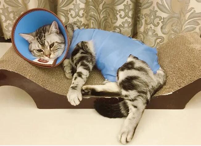 打猫三联之前要绝食么 打猫三联之前要绝食么