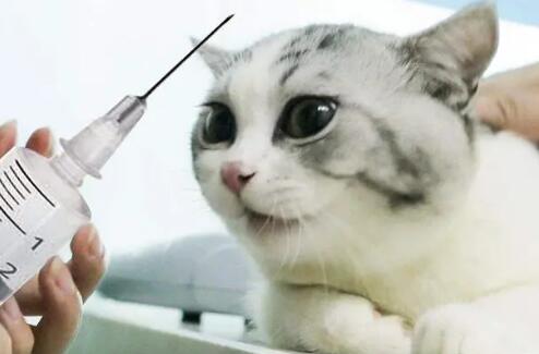 猫咪需要打哪些疫苗大概要多少钱 猫咪需要打哪些疫苗大概要多少钱