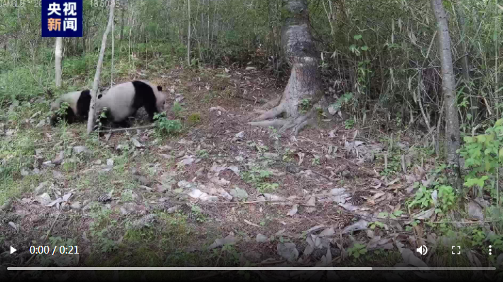 秦岭再现大熊猫“遛娃”，罕见高清画面来了