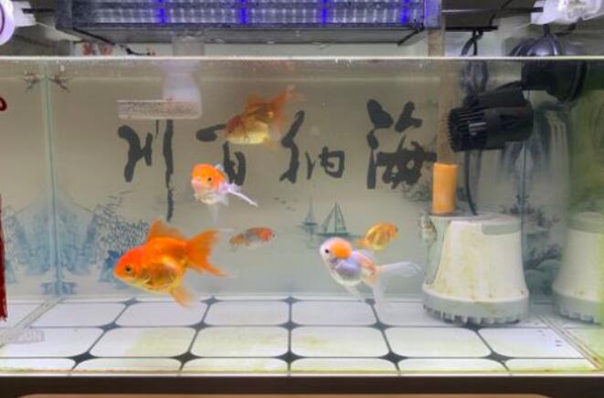 新鱼入缸多久喂食