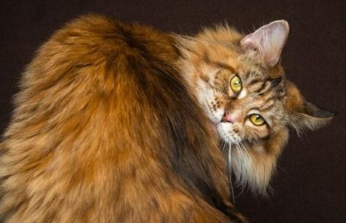 缅因猫和布偶猫配种会是什么样？不清楚的快来看看！