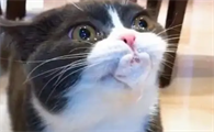 一个月的小猫吐白沫怎么回事啊