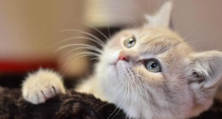 猫粑粑臭什么原因