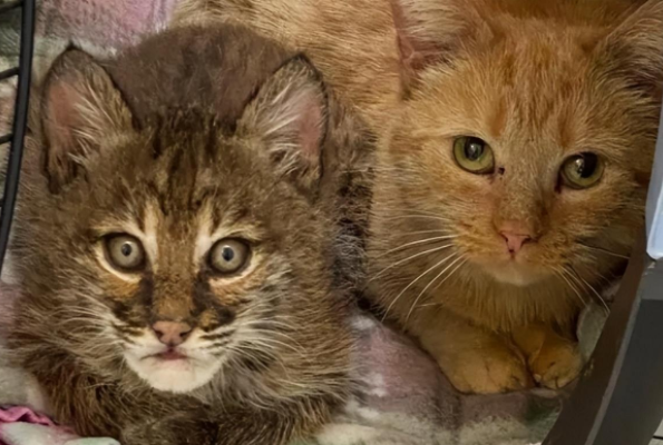 好评度超高的橘猫保姆，接手奇葩大客户…也太专业了
