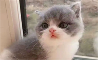 猫咪生产一直张嘴哈什么情况
