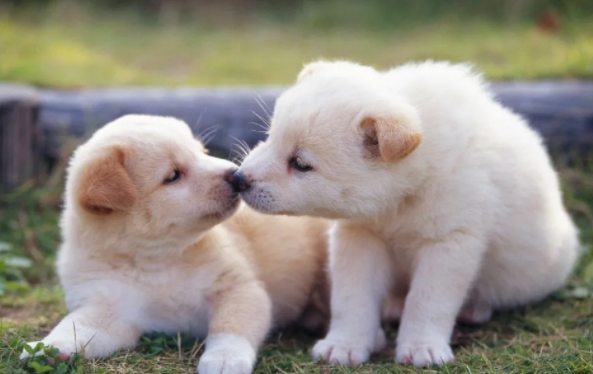犬瘟热的治疗方法 犬瘟热的治疗方法