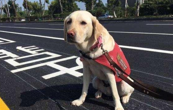 导盲犬靠什么给人带路 导盲犬靠什么给人带路