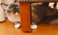 小猫吐了是什么原因怎么治疗