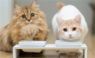 猫可以吃鸡蛋黄吗