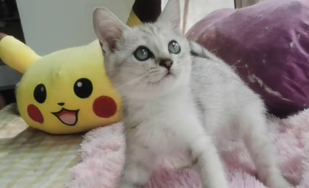 美短有银渐层吗?原来银渐层是猫中贵族 美短有银渐层吗?原来银渐层是猫中贵族