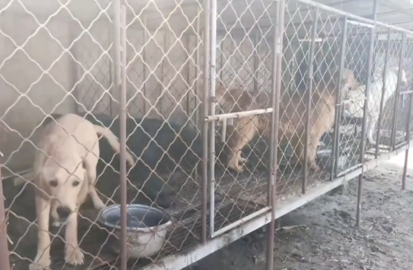 被养殖场淘汰的金毛犬,只能在笼子里端着盆子替它的孩子讨要食物 被养殖场淘汰的金毛犬,只能在笼子里端着盆子替它的孩子讨要食物