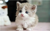 小奶猫快不行的表现是什么