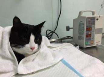猫咪肠胃炎几天会自愈 猫咪肠胃炎几天会自愈