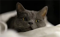 猫把自己挠秃了怎么办