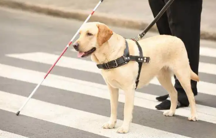 导盲犬知道自己是导盲犬吗 导盲犬知道自己是导盲犬吗