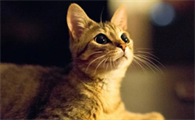 猫咪尾巴有黑色的结痂怎么处理