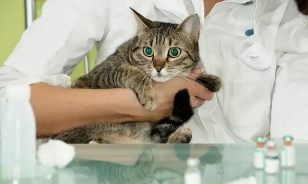猫咪肥厚性心肌病怎么治疗