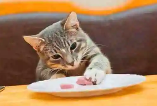 猫绝对不能吃的食物有哪些