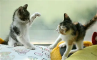 两只猫咪老是打架,互相咬怎么办呢?