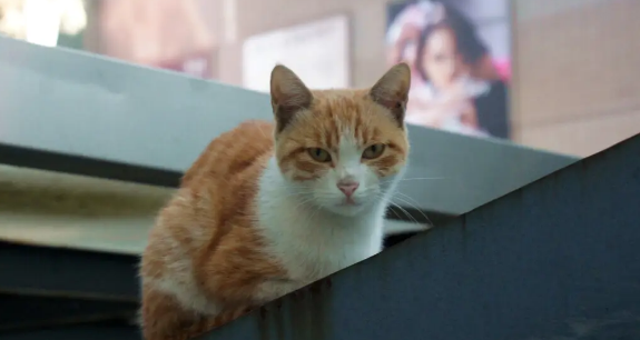 西安地铁可以带宠物猫吗?看看这篇文章就知道了 西安地铁可以带宠物猫吗?看看这篇文章就知道了