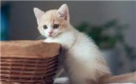 猫咪多大绝育最好