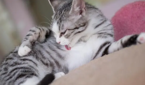 猫咪一直吐黄水不吃东西怎么回事 猫咪一直吐黄水不吃东西怎么回事