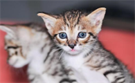 猫能吃艾草吗怎么吃