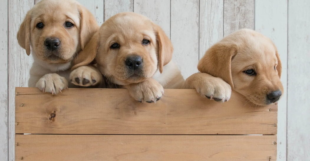 判断幼犬几个月的小办法,你get了吗? 判断幼犬几个月的小办法,你get了吗?