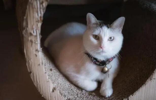 猫可以吃蛋黄吗熟的