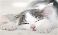 猫咪趴着睡觉什么意思