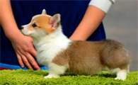 柯基犬大概多少钱