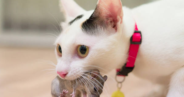猫咪身体一颤一颤的是为什么 猫咪身体一颤一颤的是为什么