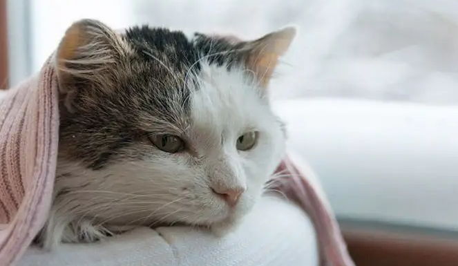 家里点檀香对猫有害吗