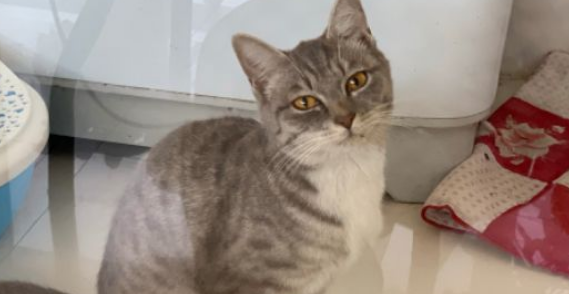 猫咪脱水是什么表现