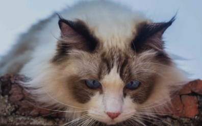 猫跑到车子引擎盖下面怎么弄出来