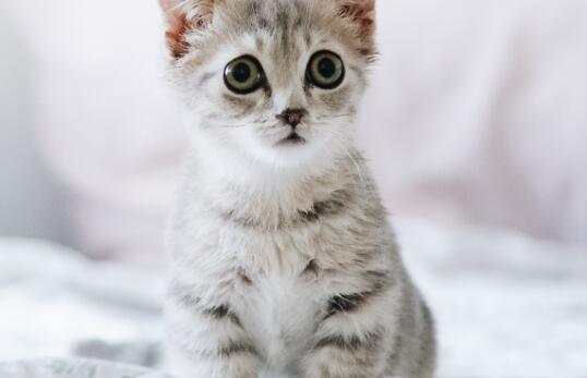 猫咪尾巴上有黑色颗粒是什么东西 猫咪尾巴上有黑色颗粒是什么东西