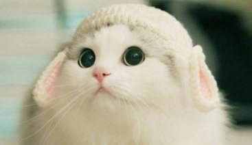 两个月的猫咪可以洗澡吗
