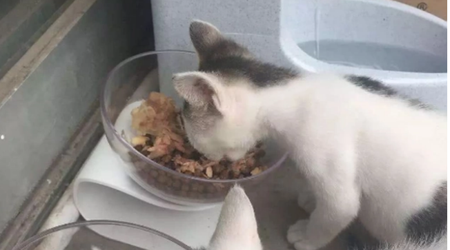 猫放家里3天没人管行不行呢