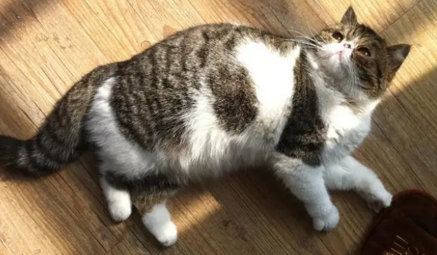 猫生完崽肚子还是鼓鼓的怎么回事 猫生完崽肚子还是鼓鼓的怎么回事