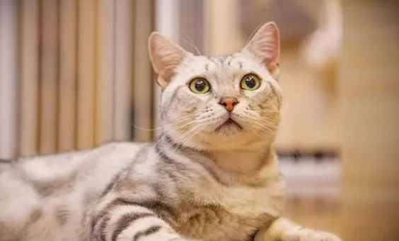 猫尿颜色深褐色怎么办