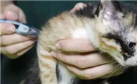 猫咪感冒可以自己痊愈吗