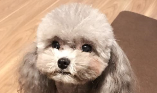 灰泰迪毛色变黑的原因有哪些 灰泰迪毛色变黑的原因有哪些