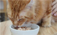 猫粮可以泡水吃吗