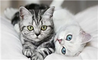猫咪到底是绝育好还是不绝育好