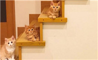 猫癣传染猫的几率大吗