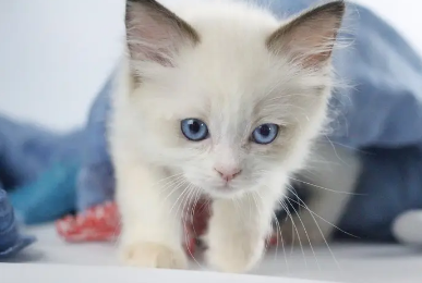 猫咪拉肚子了吃什么药效果最好