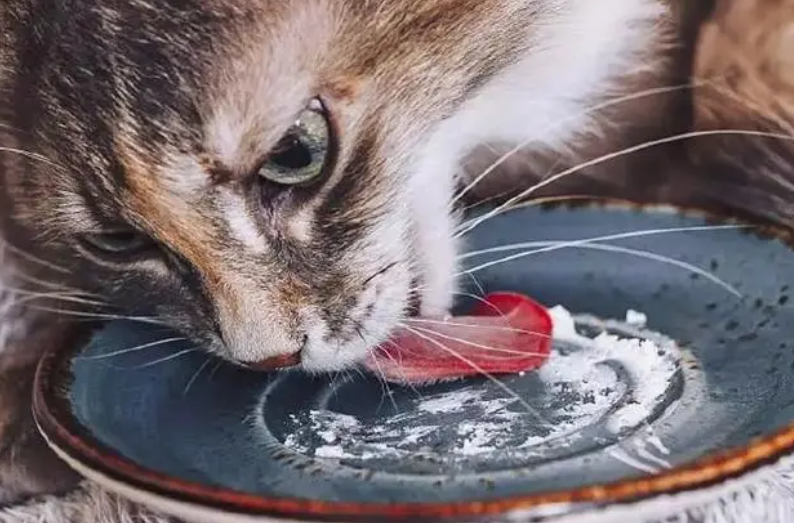 老猫牙齿掉了吃什么 老猫牙齿掉了吃什么