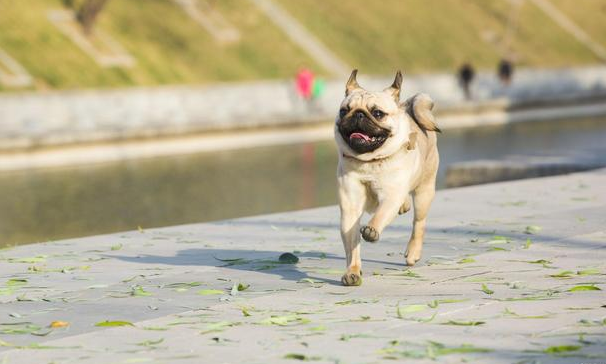 巴哥和斗牛犬杂交图片图片