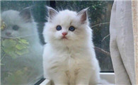 猫得了猫瘟怎么办